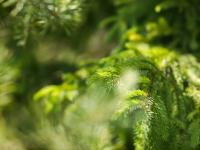 AT Skog selger seg helt ut av Moelven Industrier ASA