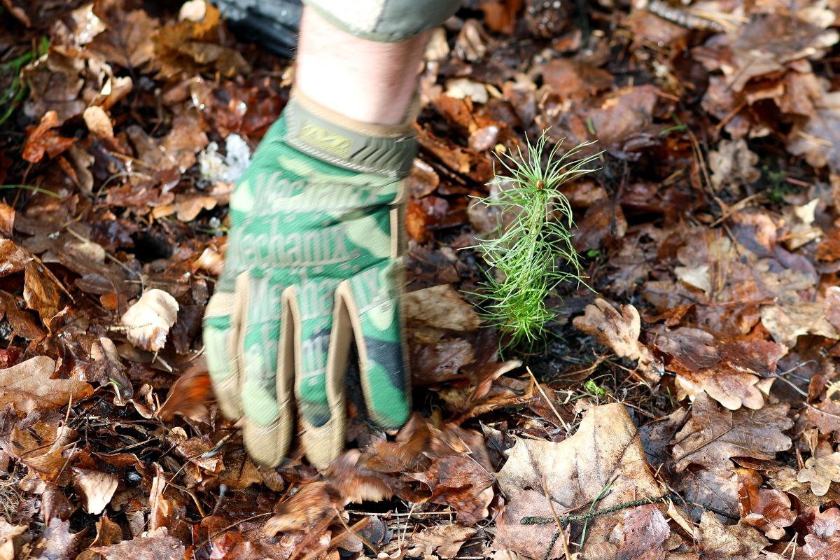 Furuplante settes ned i bakken, vårplanting med løv