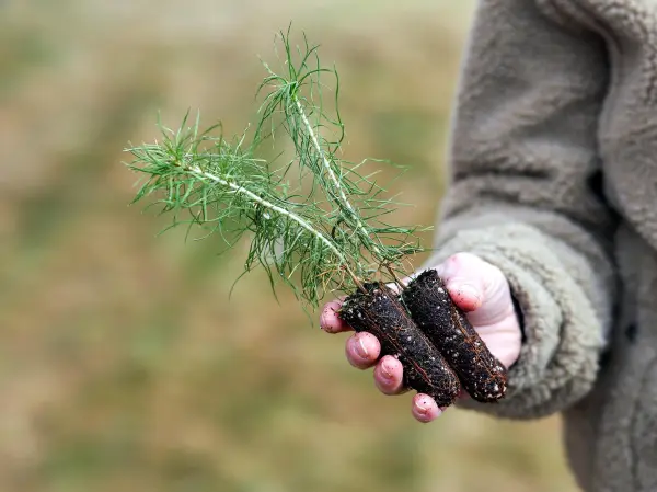 Vårplantingen er rett rundt hjørnet, og Viken Skogs apparat er godt forberedt. Hvis du ønsker å starte foryngelsen nå i vår, må du bestille planter før 15. april.