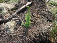 Tørkeskader på skogplantefelt- meld inn plantetap innen 15. oktober