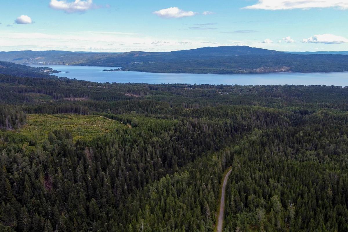 Skog, Hurdal