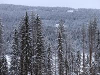 Viken Skog skal taksere skogeiendommer i Holmestrand