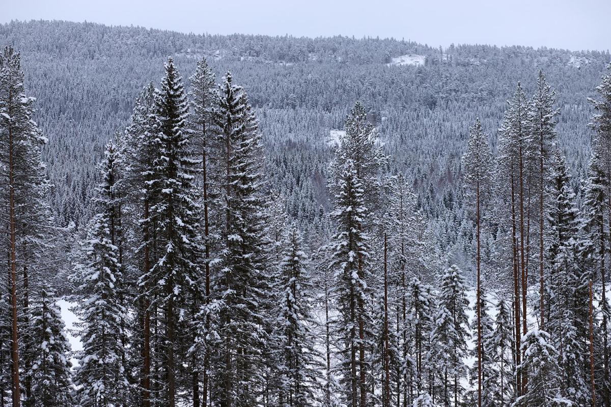 Granskog, vinter