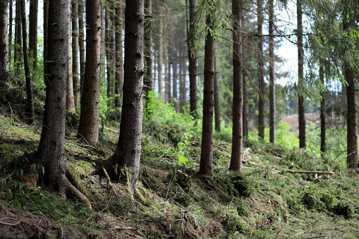 Skog i Østfold