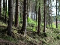 Debatt om artsregistreringer i skogen