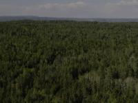 Et av verdens mest bærekraftige skogbruk