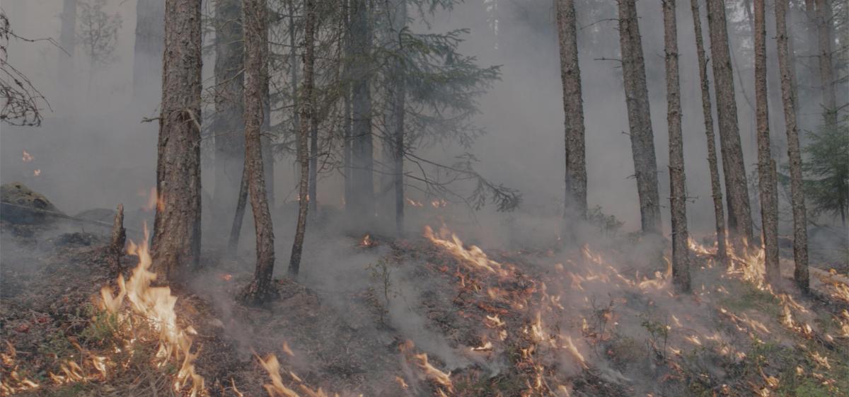 ALVORLIG UTVIKLING: En dyster start på sommersesongen kan innevarsle et nytt rekordår for antall skogbranner her i landet, advarer forsikringsbransjen. (Foto: Jørgen Nordby, Skogbrand) 