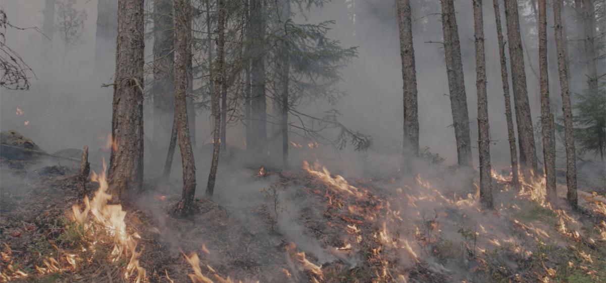 ALVORLIG UTVIKLING: En dyster start på sommersesongen kan innevarsle et nytt rekordår for antall skogbranner her i landet, advarer forsikringsbransjen. (Foto: Jørgen Nordby, Skogbrand)
