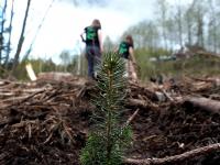 TenkTre og Skogplantedagen på NRK Supernytt