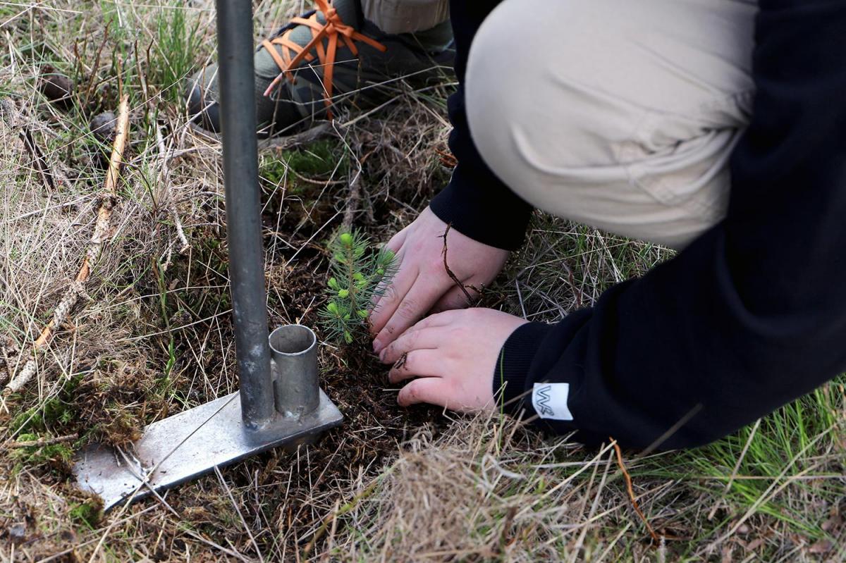 Skogplanting i Vestfold