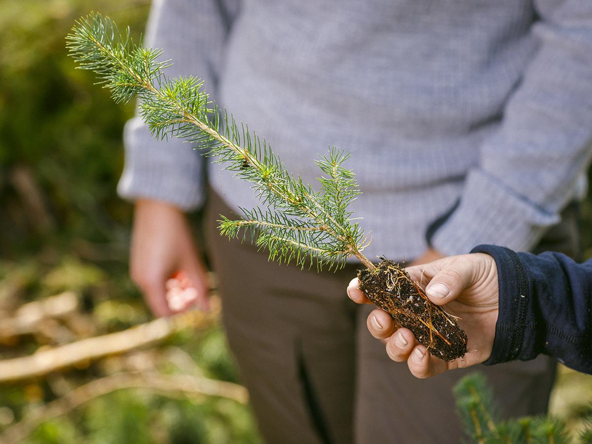 Kvinne holder en skogplante