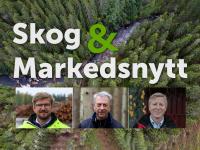 Skog & Markedsnytt 13. oktober