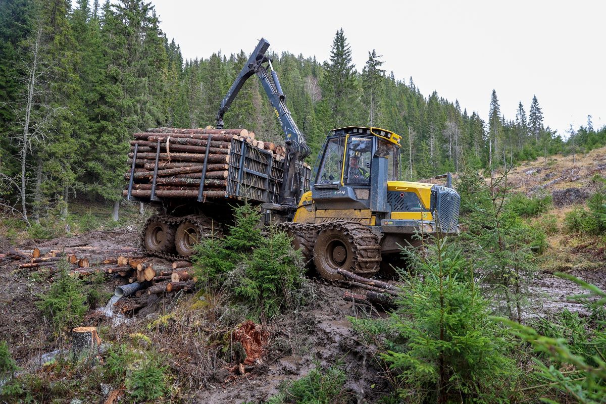 Lassbærerfører Erik Elnæs på vei over kavlebroen han har bygget over bekken i Søtbakkdalen
