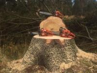 Norsk Skogrydding søker skogryddere i hele Norge