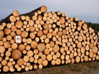 Kapitalbeskattet skogeier skal ha skattefordel på mva. som dekkes med skogfond