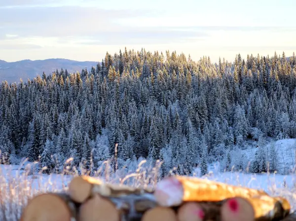 De fem rødgrønne partiene er enige om statsbudsjettet. På bordet ligger blant en styrking av det aktive og bærekraftige skogbruket og mer penger til frivillig vern.