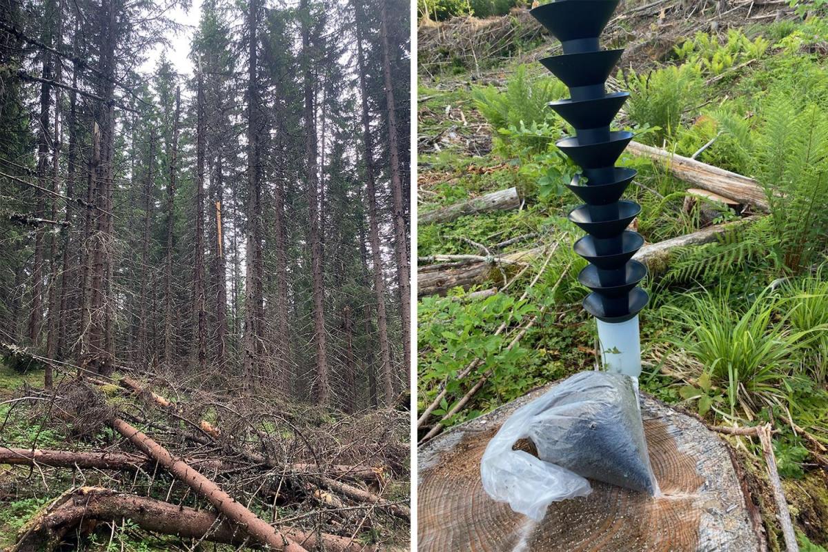 Snøbrekk på Hadeland og barkbiller i Larvik