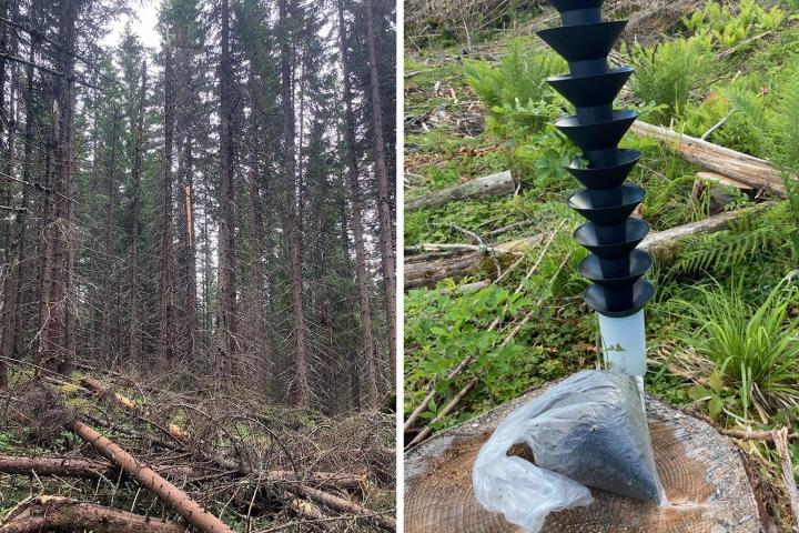 Mye toppbrekk og mange barkbiller i år: – Bør gå i skogen og sjekke