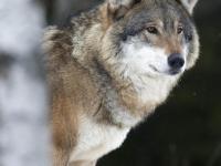 Regjeringens ulvevedtak – et nytt svik mot Distrikts-Norge!