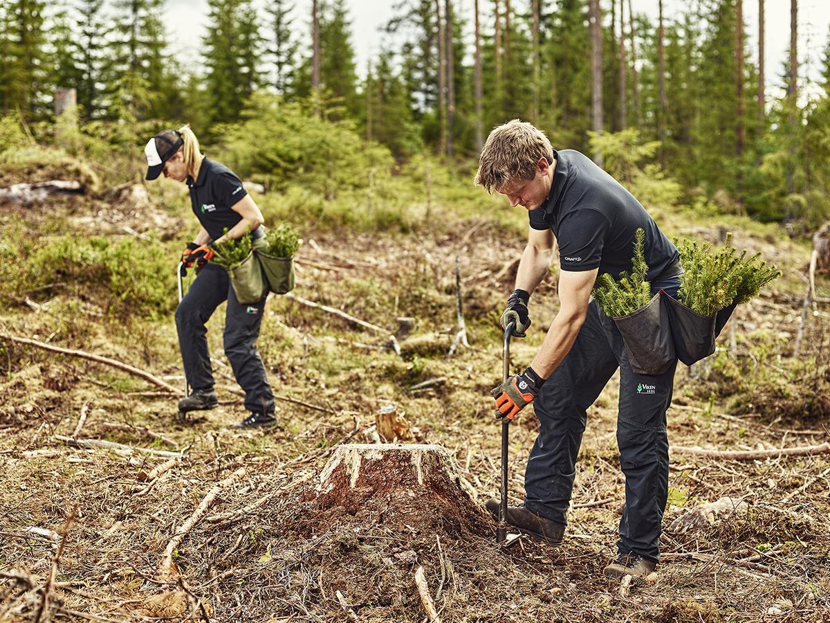 Skogplanting er en viktig jobb