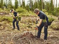 Enighet om plantetilskudd – ungdommer kan bli årets treplantere