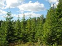 Planlegg aktivitet i skogen din