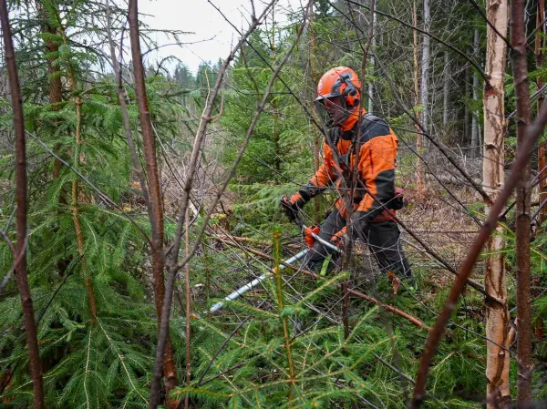 Vil du øke verdien på tømmeret ditt? Ungskogpleie er nøkkelen til mer sagtømmer og bedre økonomi. Lær om metoder, tilskudd og lønnsomhet her.