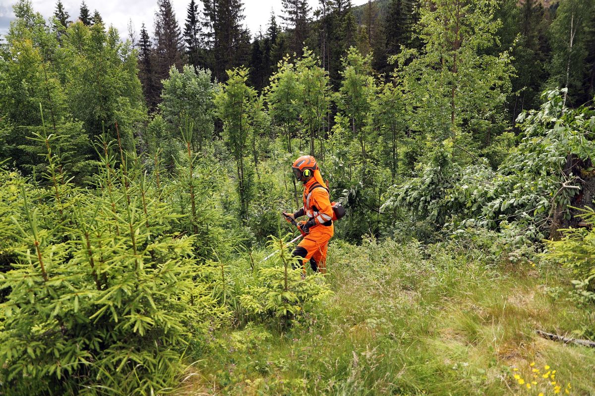 Skogsarbeider rydder i ung granskog i Hurdal