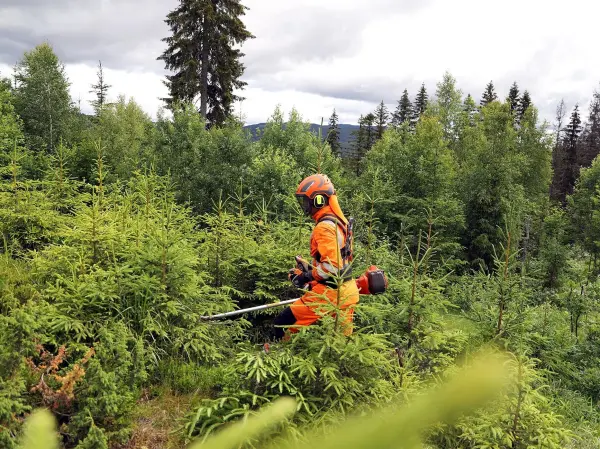 Etter påske er det full fart med ungskogpleie i alle Viken Skogs områder. Nå er det på tide å bestille arbeidskraft til det som omtales som den viktigste jobben i skogen.