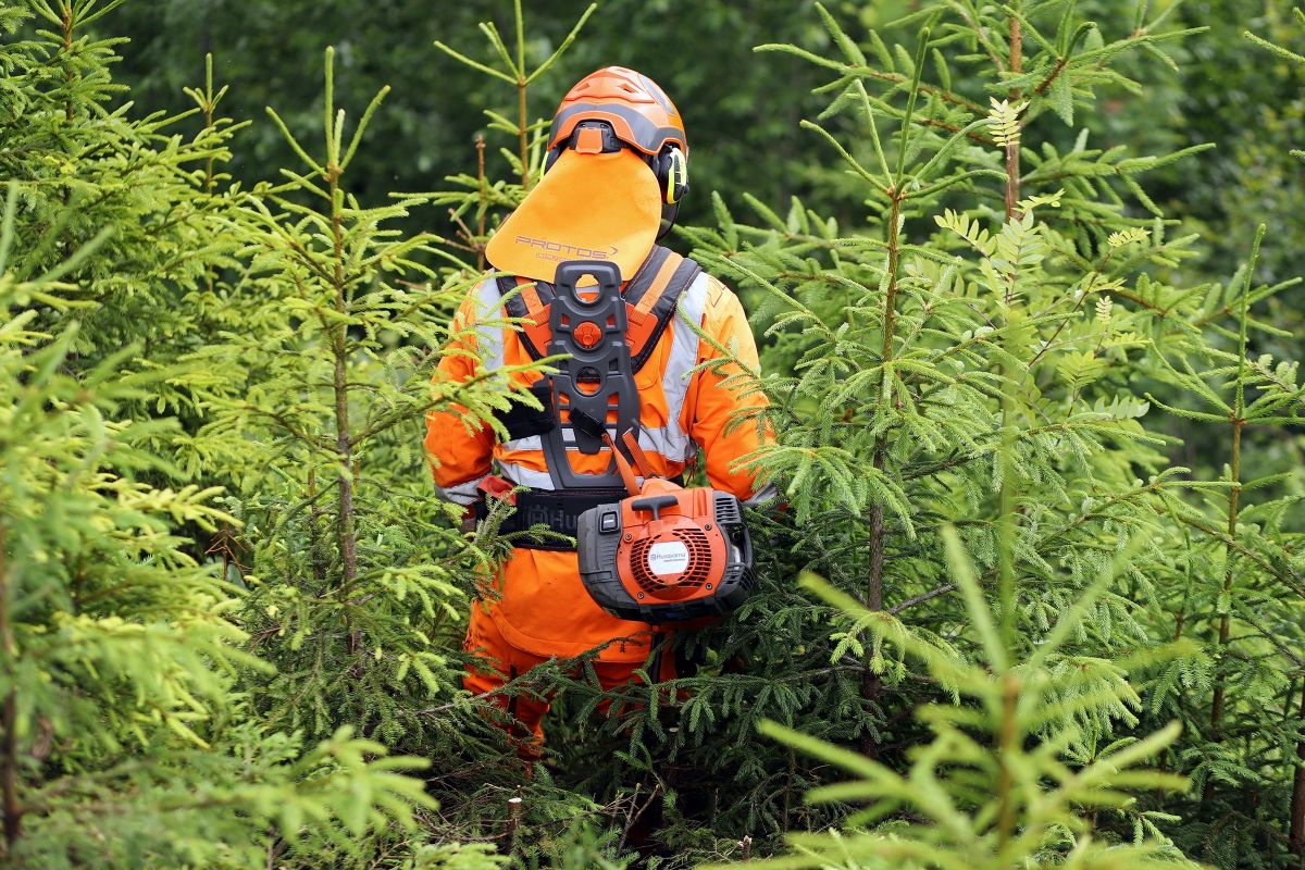 Skogsarbeider rydder ung granskog i Hurdal