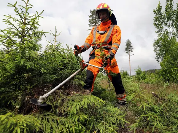 Ungskogpleie er et viktig tiltak for å sikre god skogproduksjon og et sunt skogmiljø over tid. Tar du sats i rett tid, tar du vare på verdien i skogen din. 