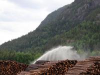 Mye tømmer på lager − fortsatt sterkt eksportmarked