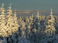 Snøskader og forsikring