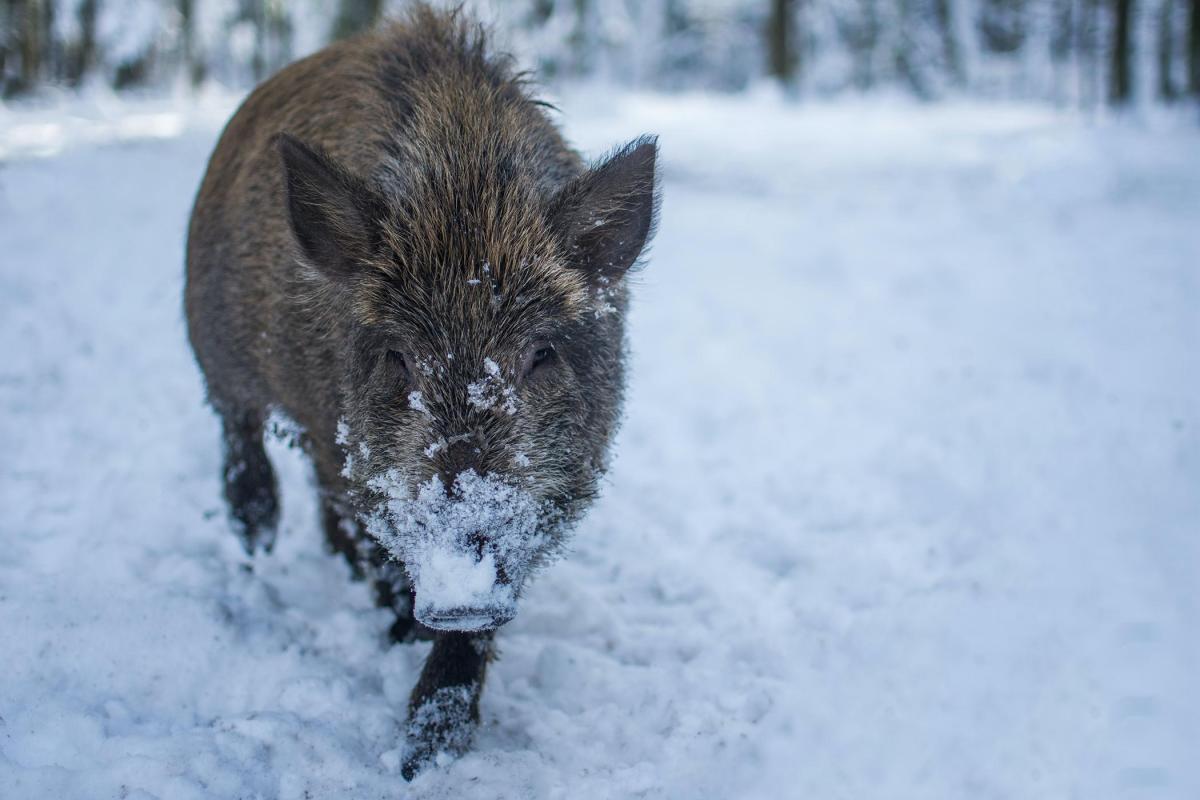 Villsvin, foto fra Unsplash.com