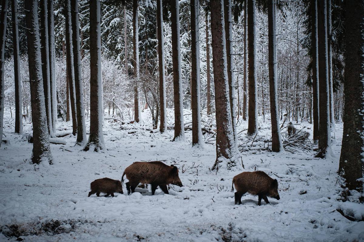 Villsvin, foto fra Unsplash.com