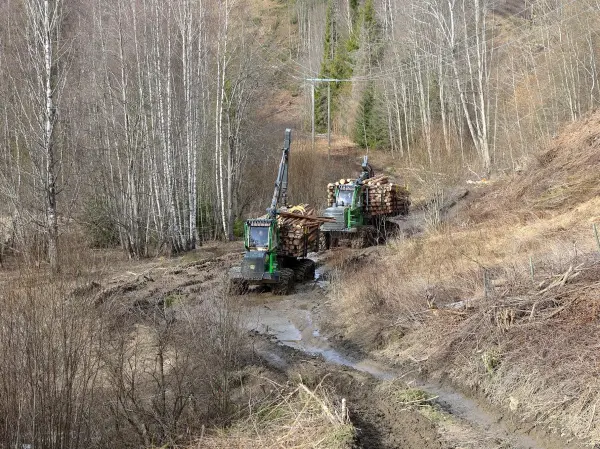 Fageraas Skogsdrift gjennomførte en skogsdrift ved Viul i april, og brukte to lassbærere for å få ut tømmeret. Det førte til dype spor og en gjørmete basvei, men bare dager etter ferdig skogsdrift var veien pusset.
