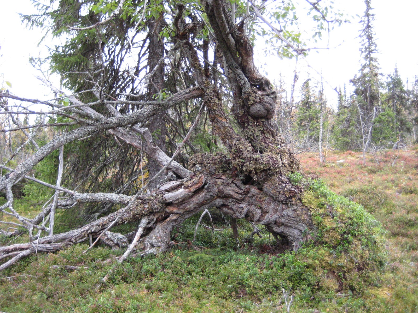 Kjempeselje